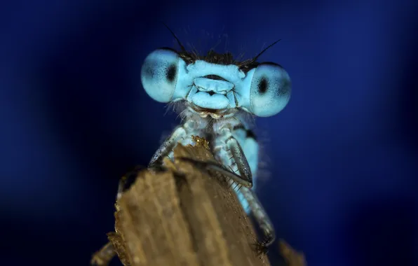 Macro, blue, background, dragonfly