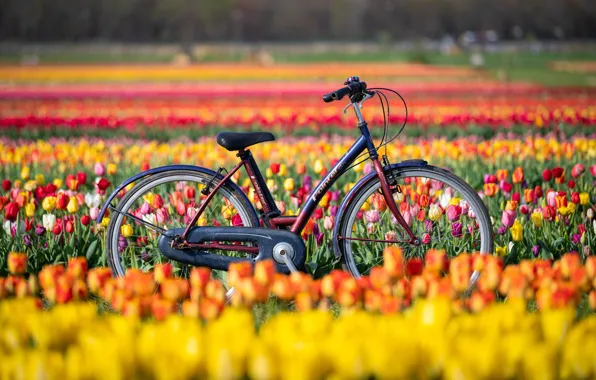 Picture field, flowers, bike, tulips, New Jersey, New Jersey, Holland Ridge Farms