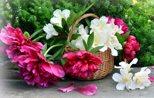 Picture basket, peonies, Azalea