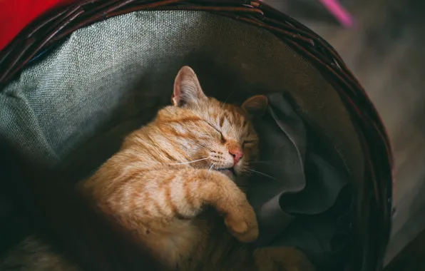 Cat, cat, face, pose, comfort, the dark background, background, basket