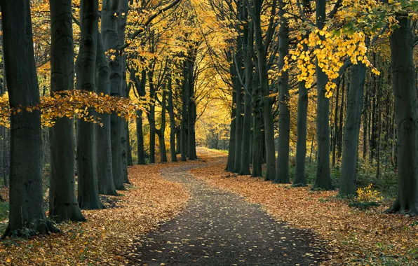 Road, autumn, forest, leaves, trees, foliage, Netherlands, Netherlands