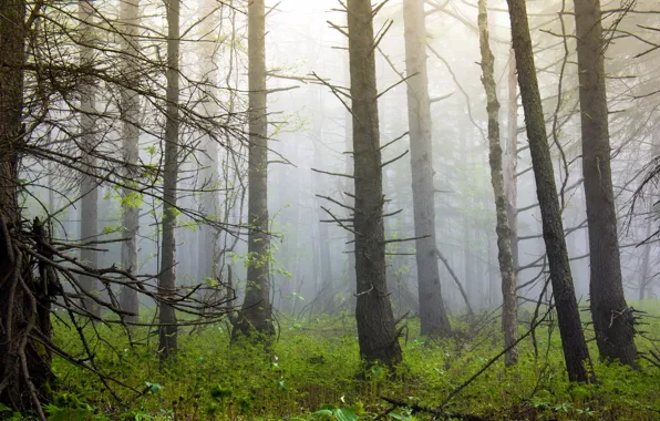 Picture forest, trees, nature, fog