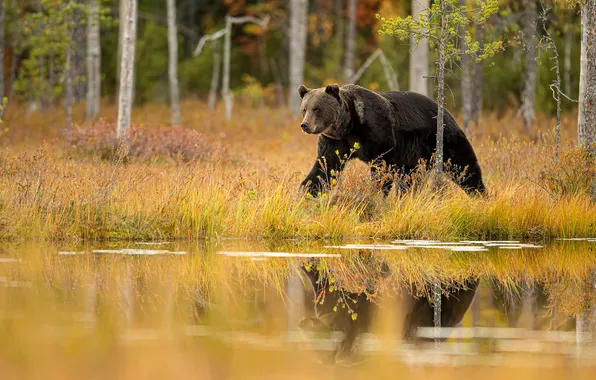 Autumn, look, nature, pose, bear, bear, face, brown