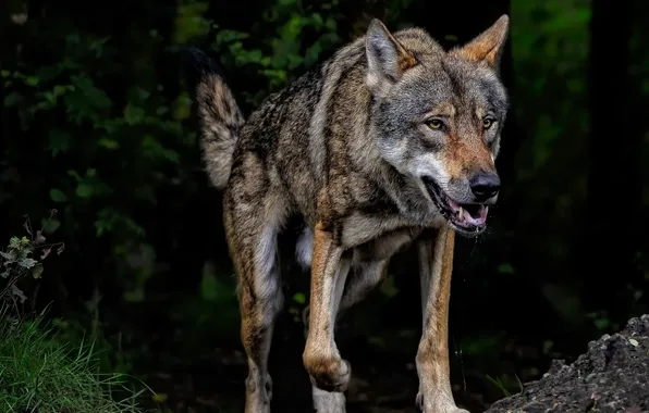 Nature, snow, predator, face, animal, wolf, wildlife, portrait