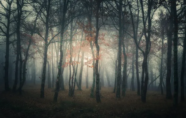 Morning, light, fog, trees, foliage, haze, branches, autumn