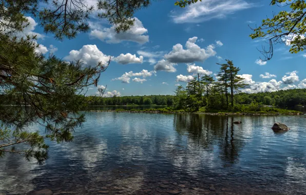 Picture forest, clouds, trees, branches, lake, island