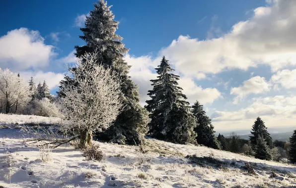 Winter, the sky, clouds, landscape, Trees, Snow, Pine, Blue
