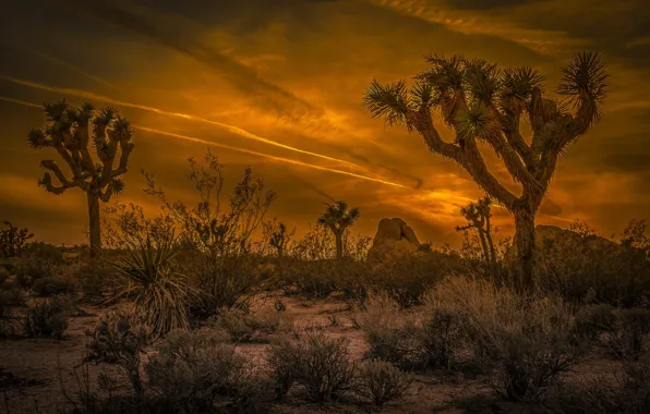 Clouds, desert, CA, glow, USA, National Park Joshua tree