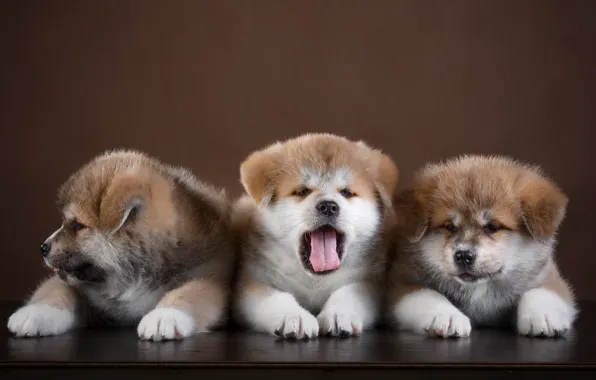 Puppies, trio, funny, Akita