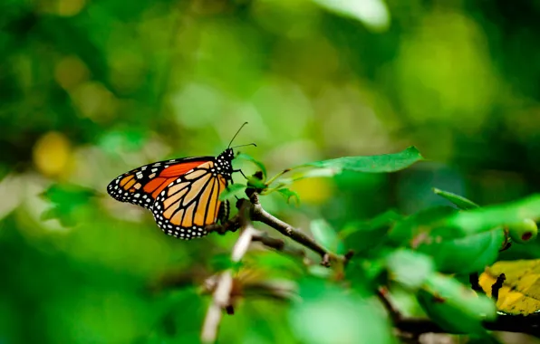 Leaves, macro, butterfly, monarch