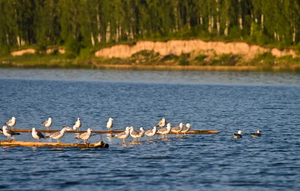 Picture sea, birds, seagulls, Russia