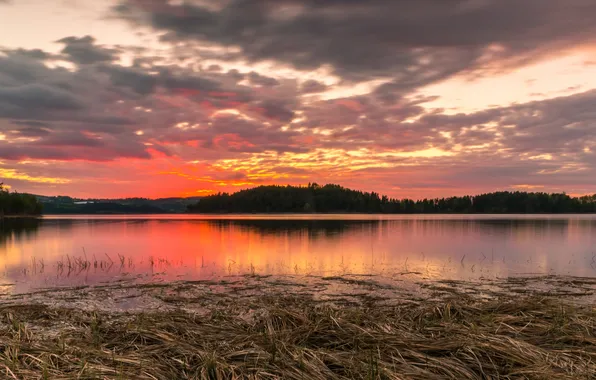 Forest, trees, sunset, lake