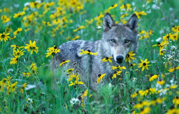 Picture look, predator, grey wolf, yellow flowers, wild meadow