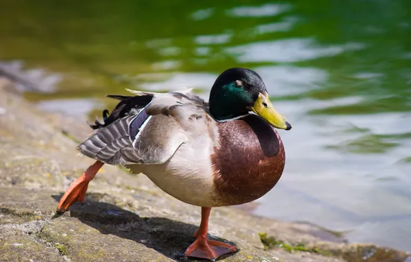 Feathers, duck, steps