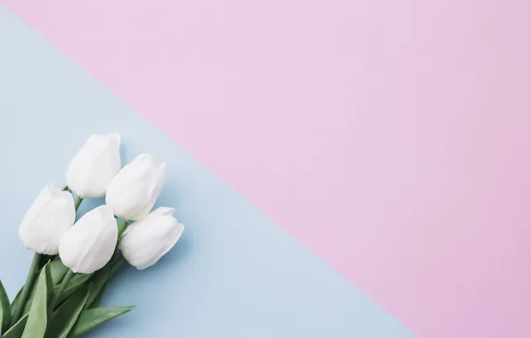 Picture flowers, background, bouquet, tulips