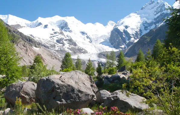 Picture grass, snow, flowers, mountains, stones, tops