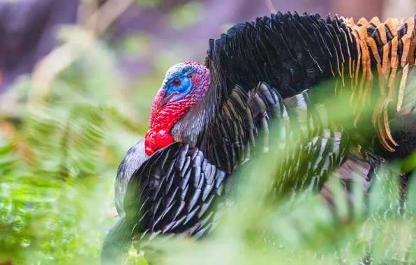 Bird, bokeh, bright plumage, Turkey
