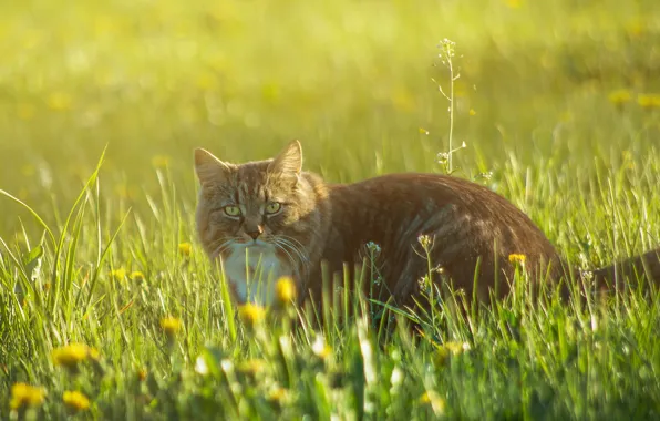Picture grass, flowers, glade, Cat, red, walk