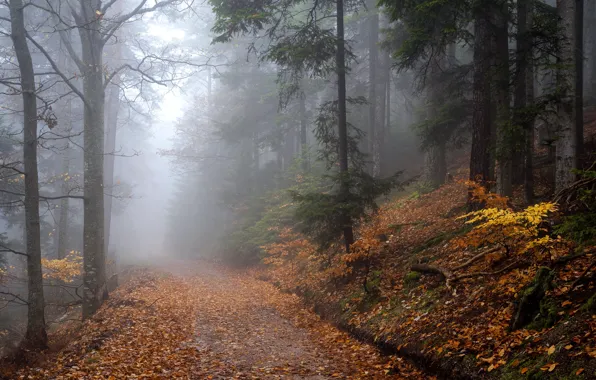 Autumn, forest, trees, nature, fog, path