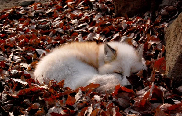Fox, fallen leaves, curled up