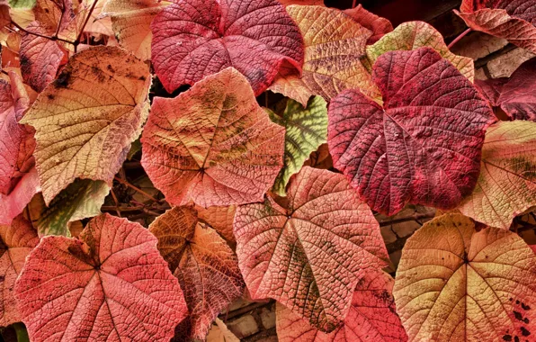 Picture leaves, foliage, grapes, red