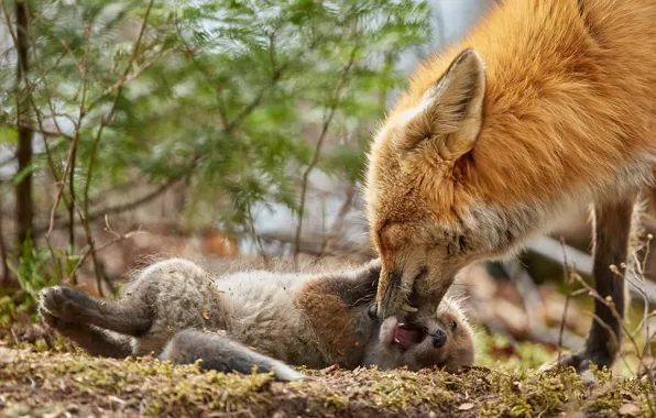Fox, Fox, Fox