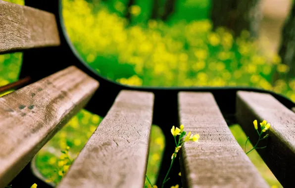 Picture flower, macro, flowers, bench, yellow, background, widescreen, Wallpaper