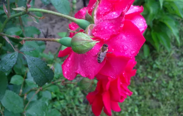 Summer, droplets, rain, rose, Bee