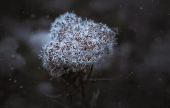 Macro, Flower, Dust, Plant, Plants, Flower, Flowers, Flora