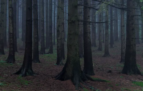 Picture forest, trees, nature, twilight