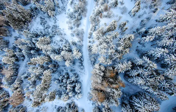 Picture winter, road, forest, trees, landscape, nature, the view from the top
