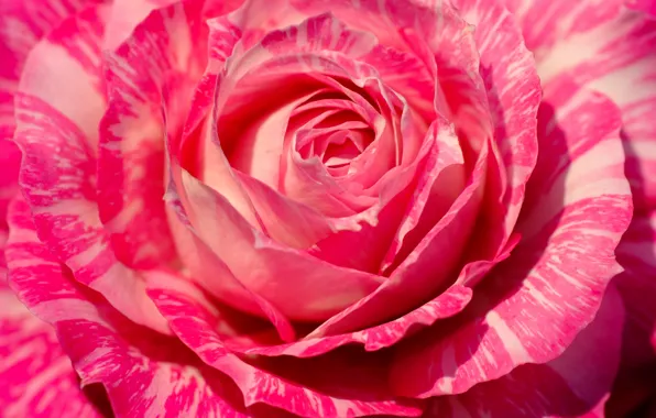 Picture macro, rose, petals, Bud