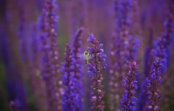 Purple, macro, flowers, bee, blur, lilac, sage