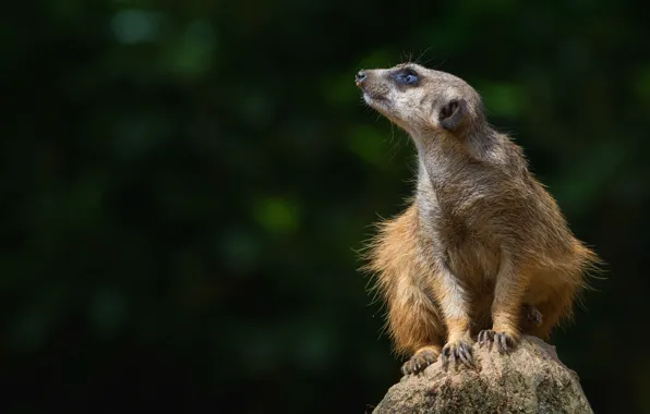 Look, pose, the dark background, stone, animal, sitting, wildlife, meerkat