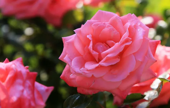 Flower, drops, Rosa, background, pink, rose, roses, garden