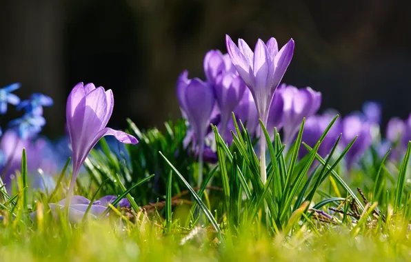 Light, flowers, spring, crocuses, lilac, bokeh