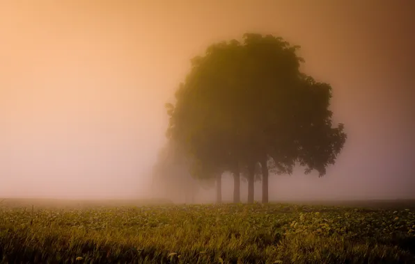 Field, trees, landscape, fog