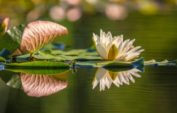 Flower, leaves, water, nature, lake, pond, reflection, Lily