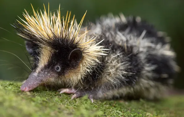 Animals, look, barb, mammals, chord, tenrec, afrosoricida, tenrec madagascar