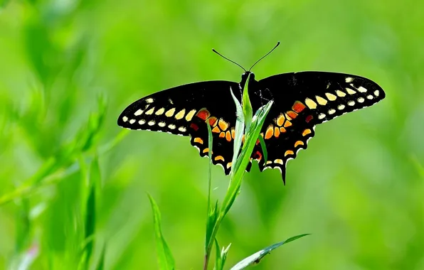 Grass, microsemi, wings, Butterfly, insect, beautiful, closeup