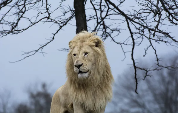 Face, pose, predator, mane, wild cat, handsome, white lion