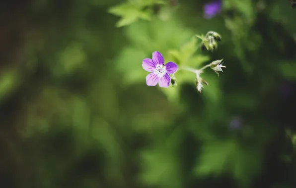 Picture flower, purple, petals
