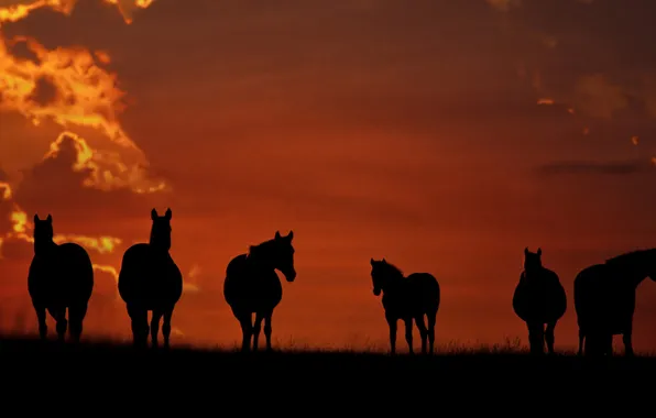 Picture sunset, horses, horse, go, are, grazing, on the field