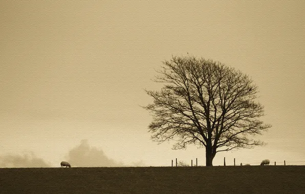 Picture field, tree, sheep