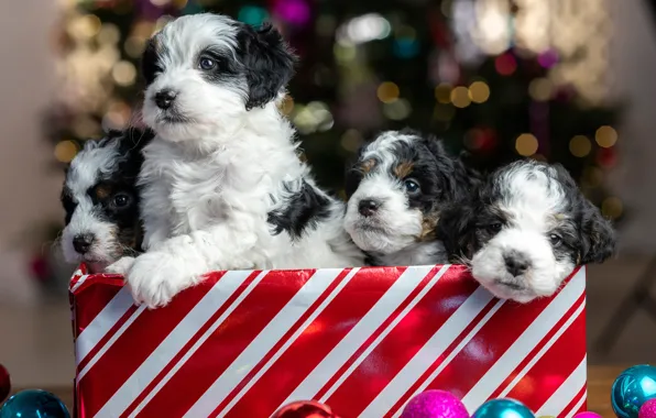 Balls, glare, package, puppies, Christmas, New year, kids, Quartet