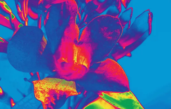 Flowers, paint, petals, the volume