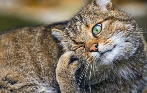 Look, pose, paw, portrait, wild forest cat