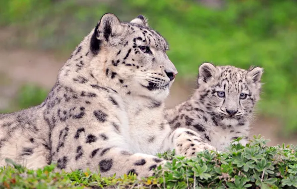 Look, IRBIS, snow leopard, kitty, mom
