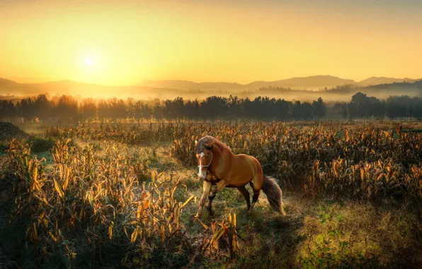 Field, the sun, light, trees, horse, dawn, hills, horse
