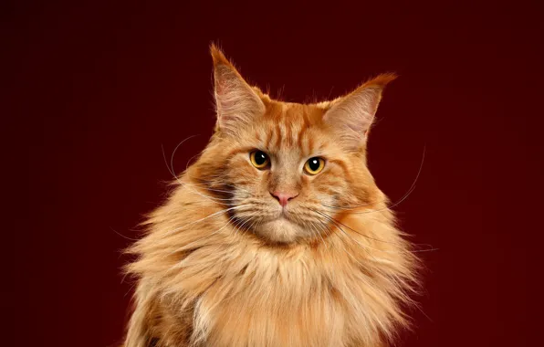 Picture cat, cat, look, pose, background, portrait, muzzle, red